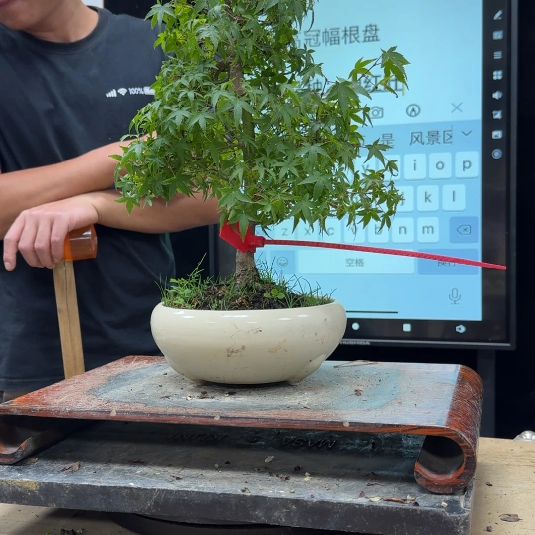 盆景不包邮盆***子751