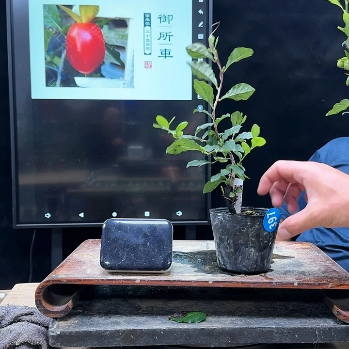 盆景不包邮L****意397