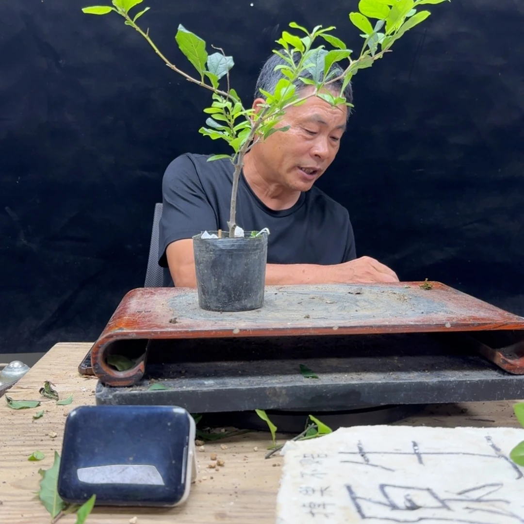 盆景不包邮天***！112