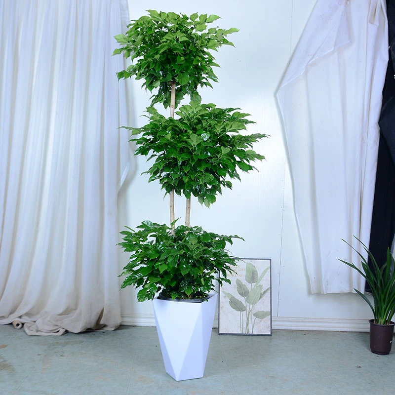 1.5-1.7米幸福树客厅大盆栽植物多层绿宝办公室书房大型绿植