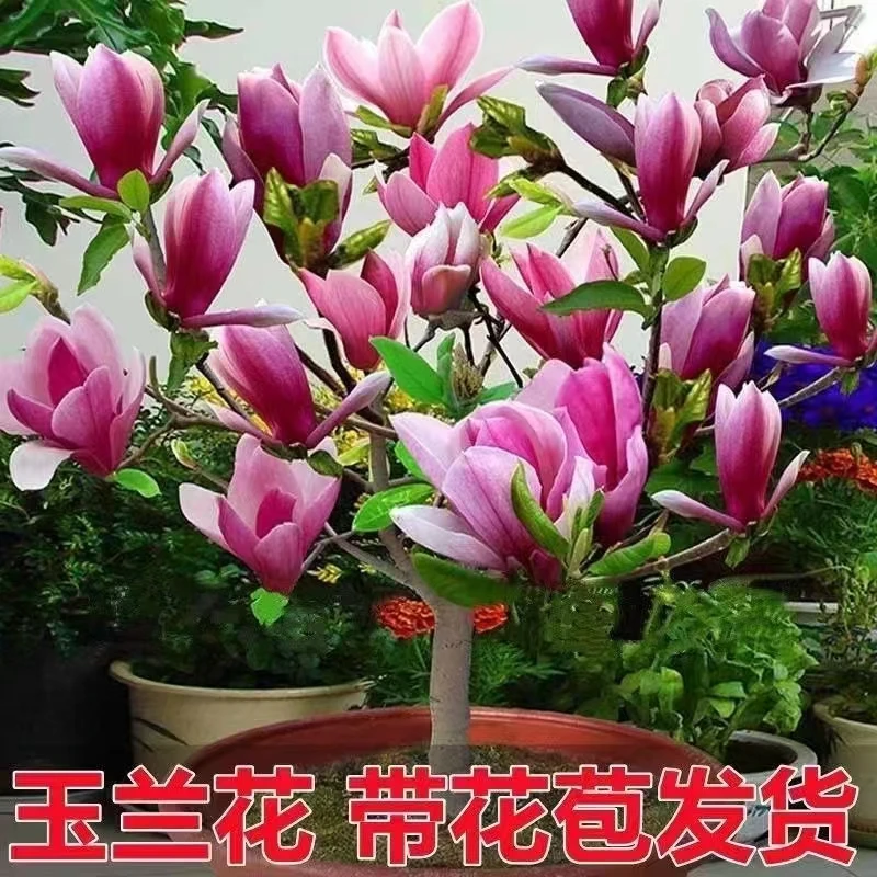 新品矮化盆栽地栽玉兰树苗耐寒盆景开花花卉绿植花卉