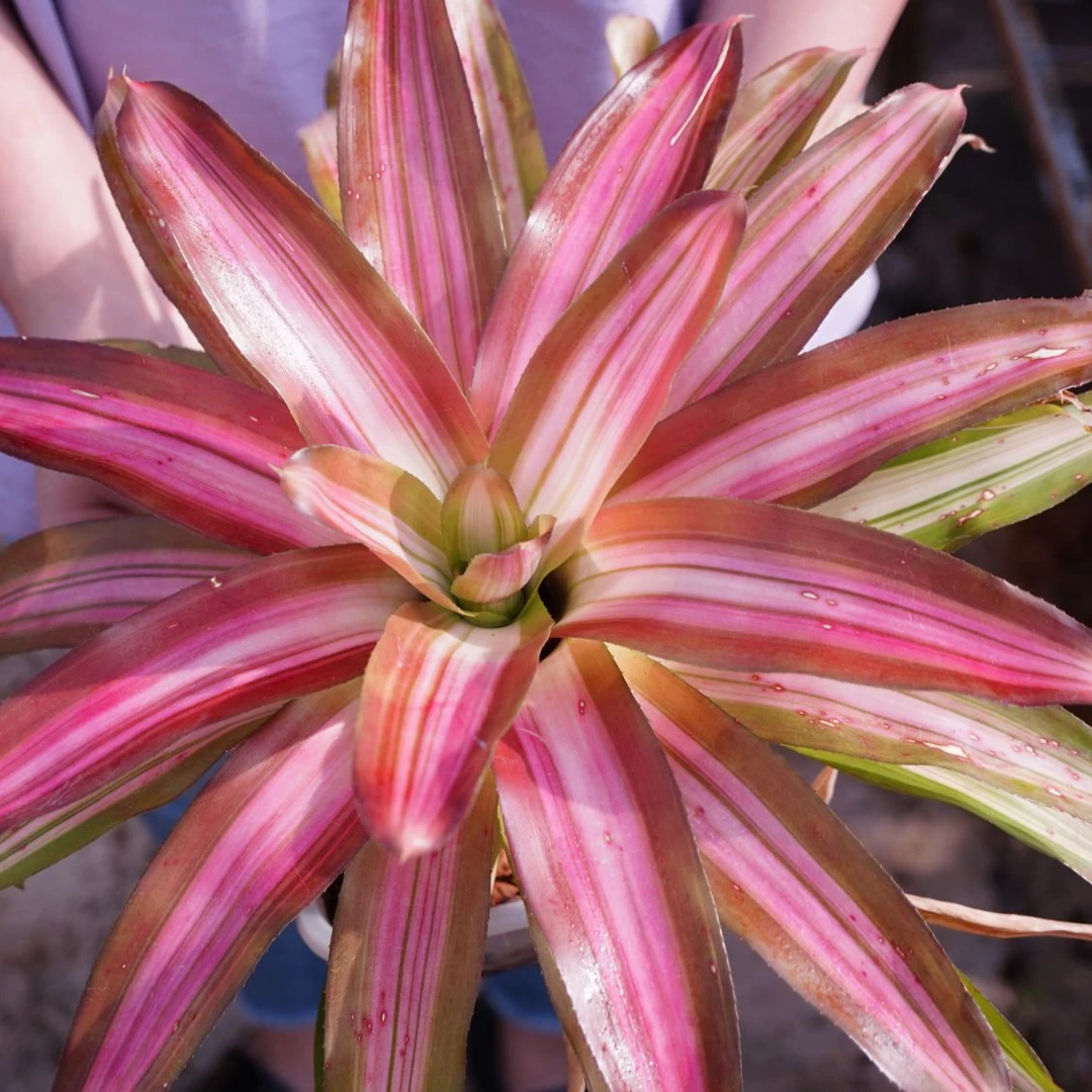 Neo.'Picolo' 大型积水凤梨25cm左右 雨林缸阳光房造景热植