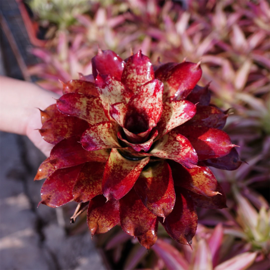 N属积水凤梨 小型品种 Neo.JS Red compact 15cm+ 颜色很好