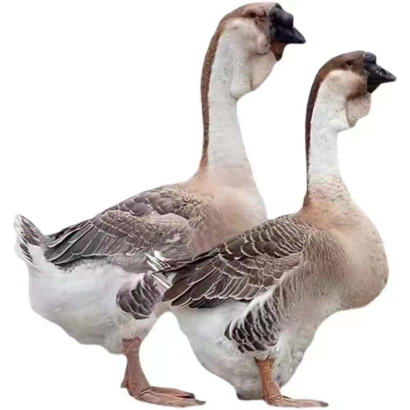 【1斤重脱温鹅】大种灰狮头鹅 潮汕特产 鹅肉鲜美 带框顺丰包邮
