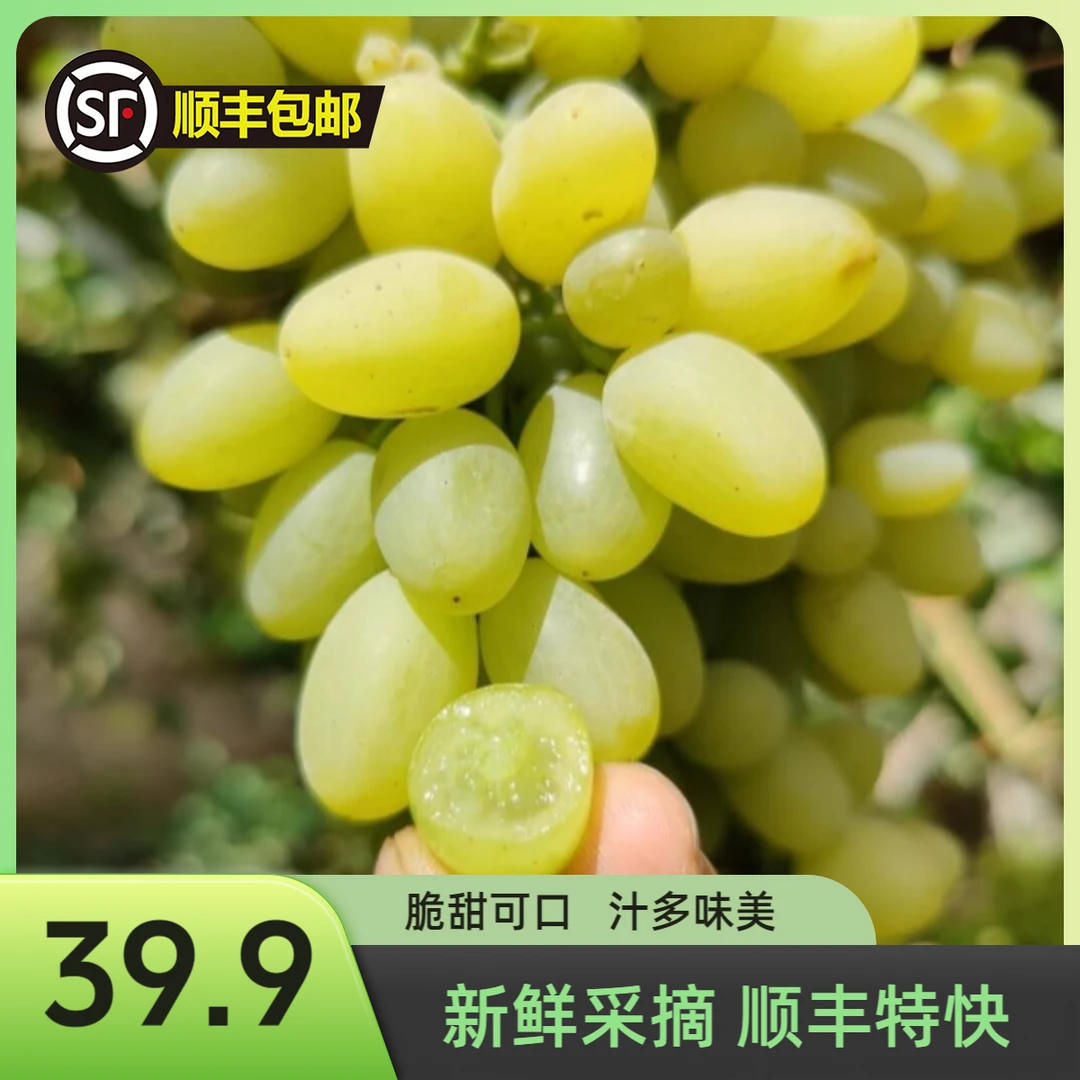 【整箱5斤】新疆无核白马奶提葡萄吐鲁番小蜜蜂清甜无籽葡萄3~5g/颗