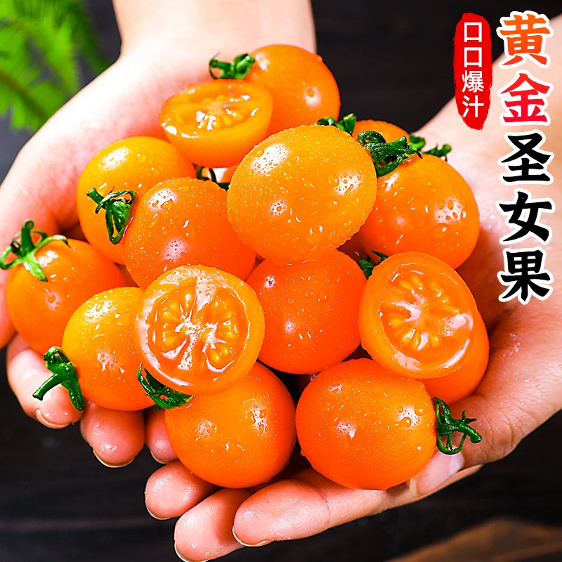 【酸甜可口】黄金圣女果1-5斤樱桃小番茄迷你西红柿新鲜应季蔬菜