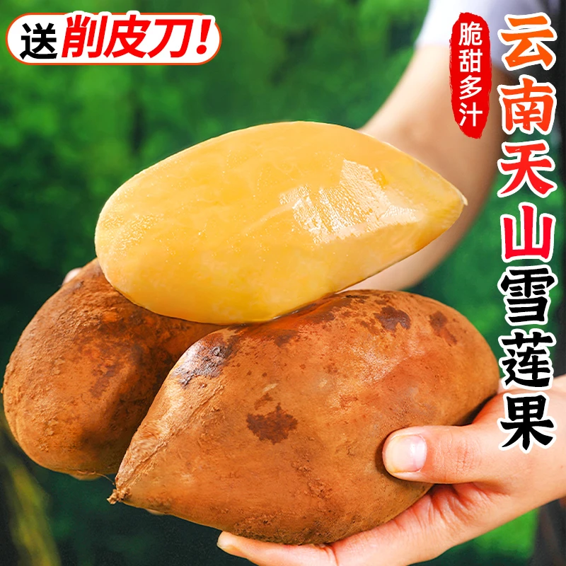 【清甜多汁】云南天山雪莲果3-9斤正宗红心雪莲果新鲜水果水莲果