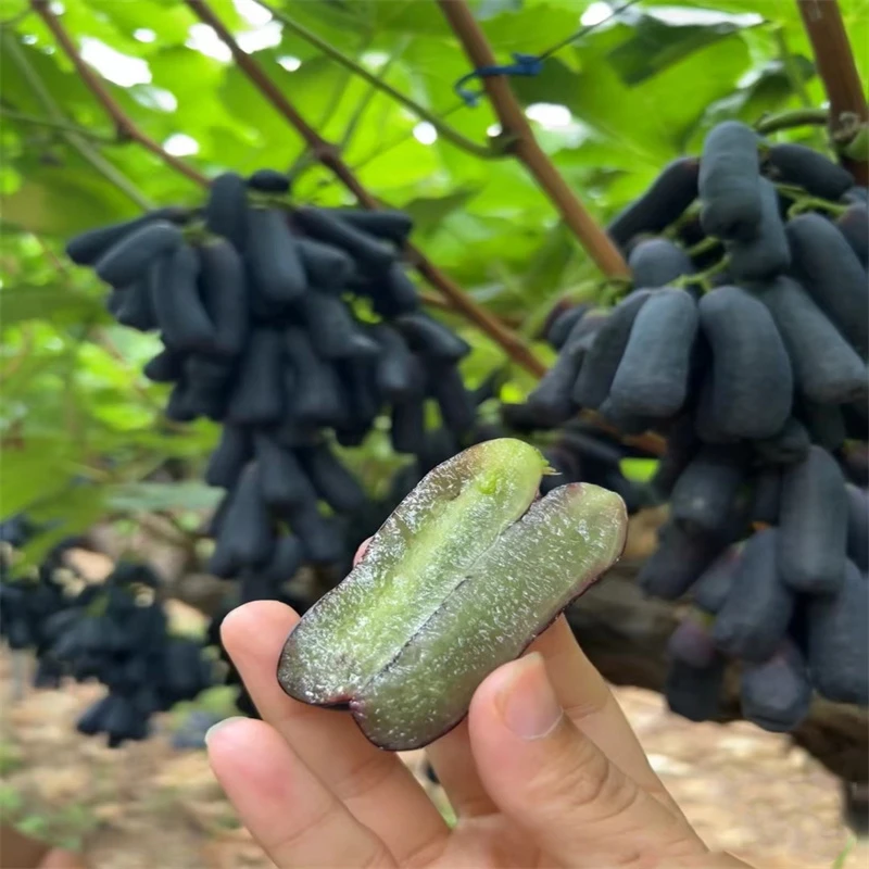 新品种手指篮宝石葡萄苗无籽甜蜜蓝宝石葡萄树苗盆栽庭院爬藤王