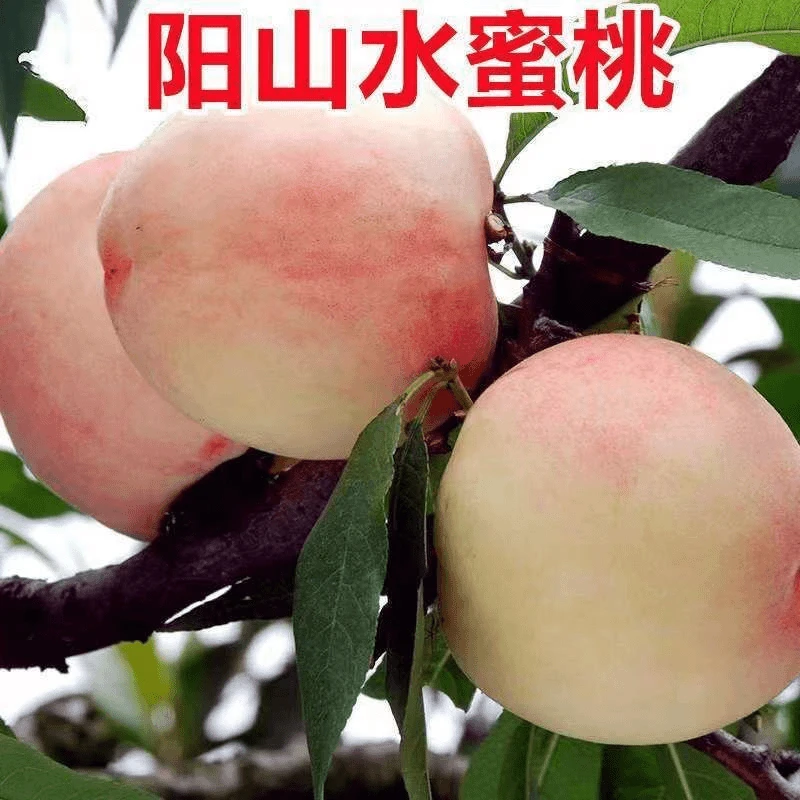 水蜜桃树苗盆栽晚熟冬桃树果苗嫁接果苗地栽黄桃苗南北方种果树苗