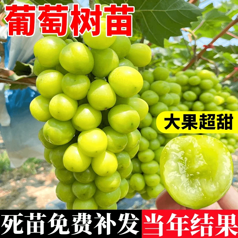 葡萄苗南北方种盆栽阳光玫瑰无核葡萄树苗爬藤庭院果树苗当年结果