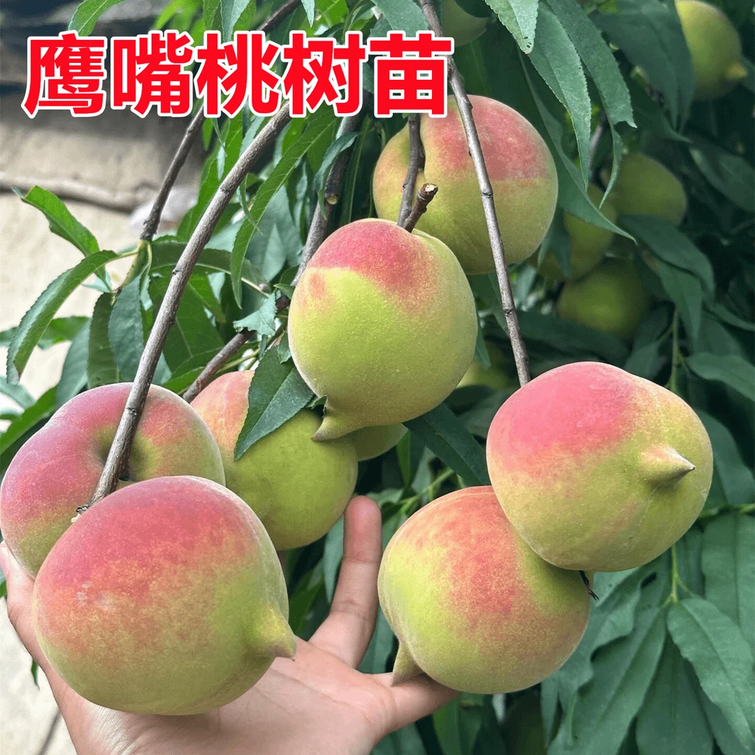 鹰嘴桃树苗嫁接早熟油桃树苗盆栽果树南北方种冬桃树果苗当年结果