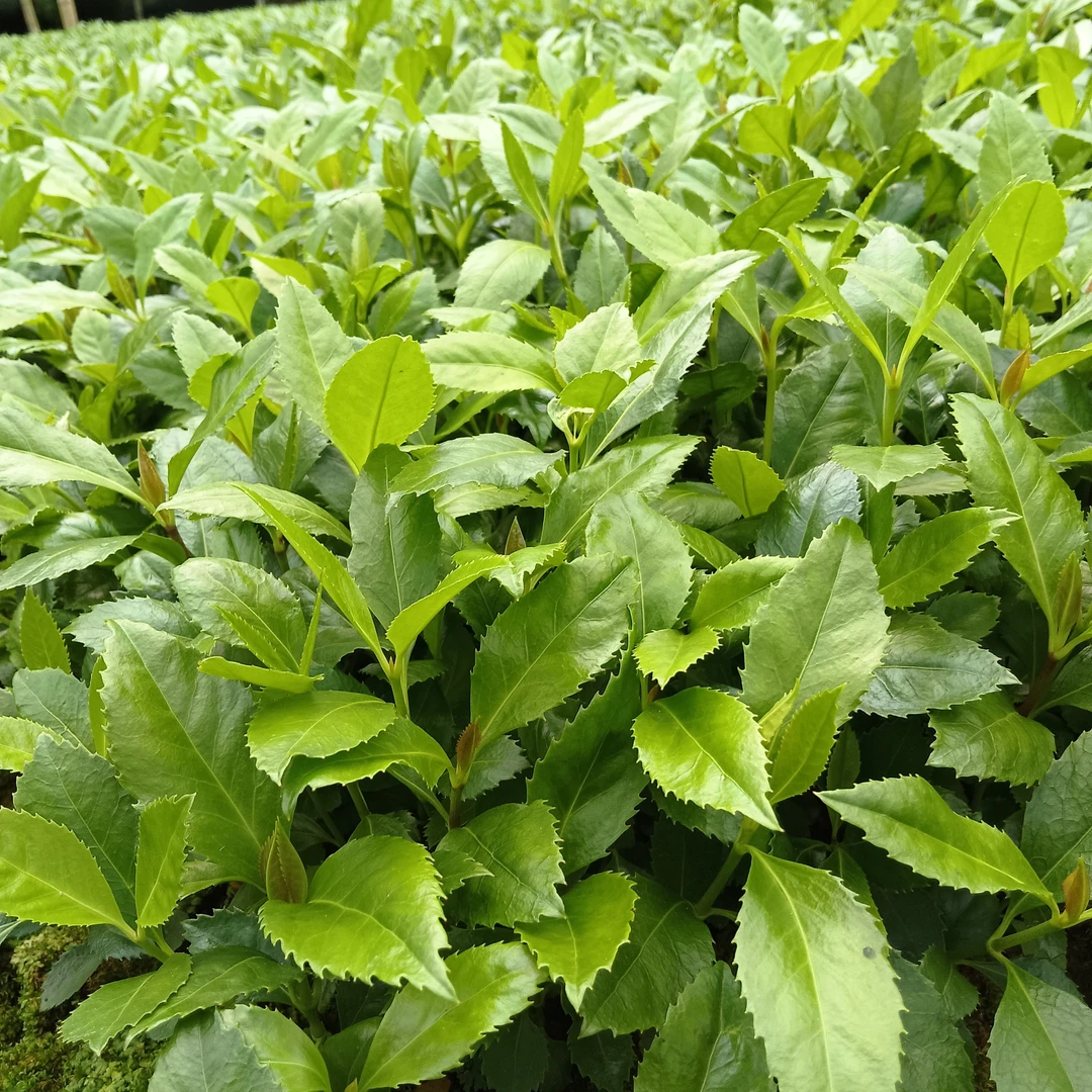 可小区绿化可盆栽