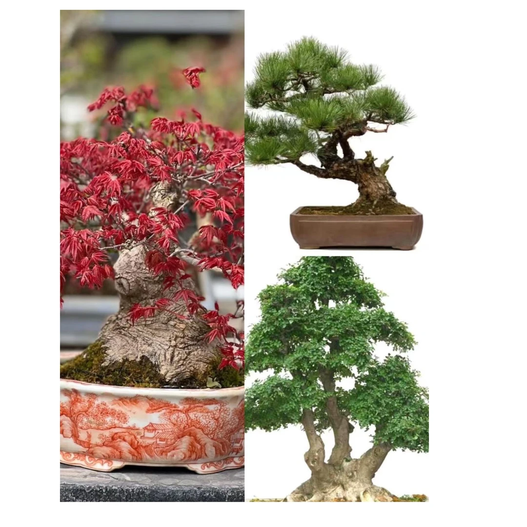 绿植盆栽植物室内客厅办公室防辐射净化空气花卉盆景好养