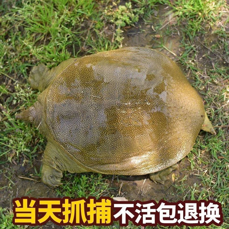 [3只装]单只2斤不到外塘青黄背甲鱼老鳖（共5-6斤）顺丰包活L