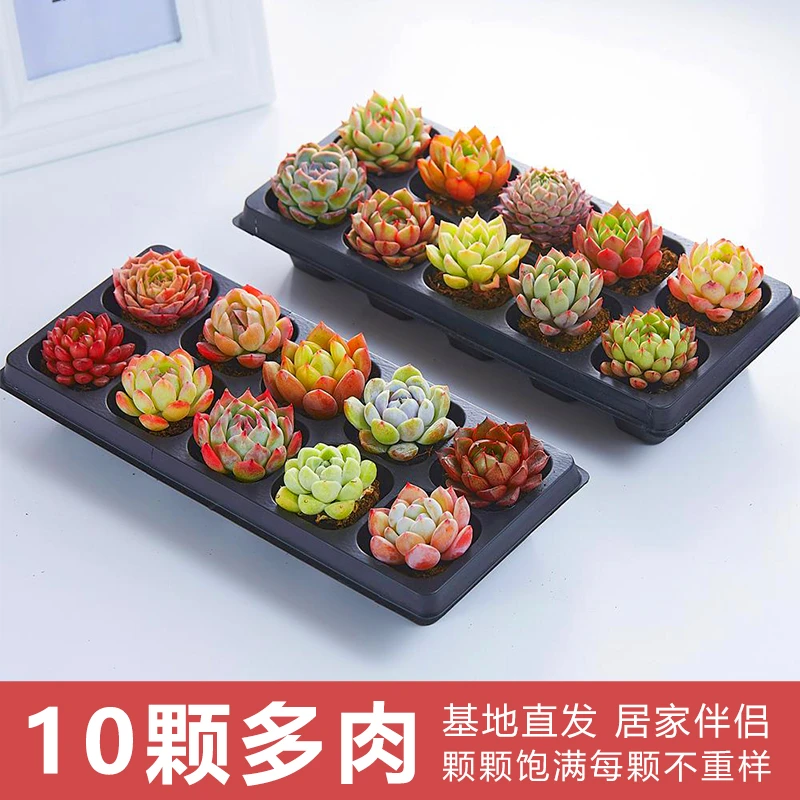 10颗多肉精选搭配装植物盆栽懒人绿植阳台室内新手种植精品带穴盆