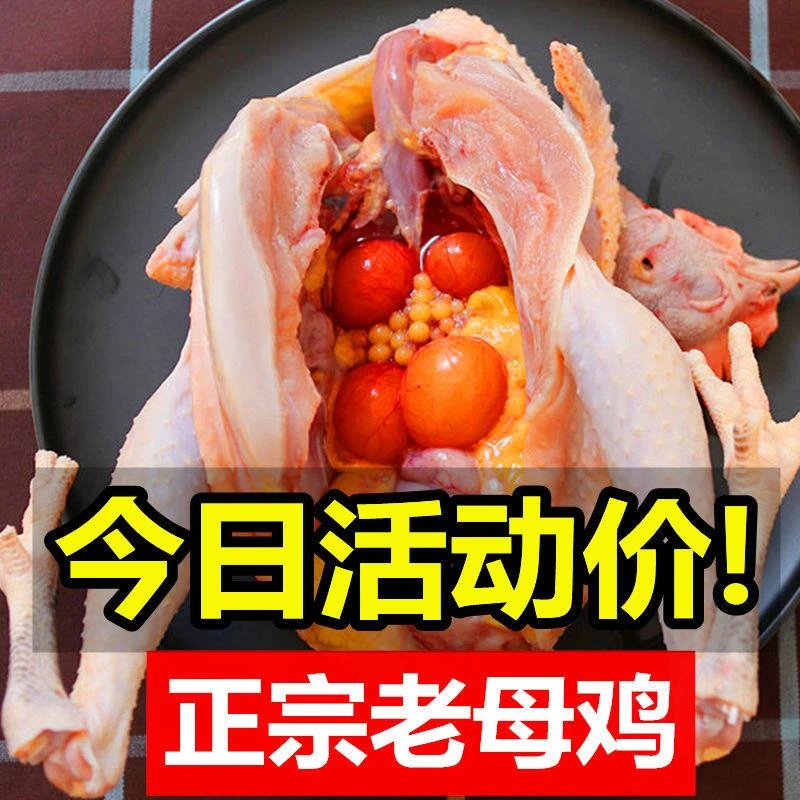 【超低价】正宗黄河滩散养2-3年老母鸡土鸡草鸡柴鸡笨鸡整鸡现杀