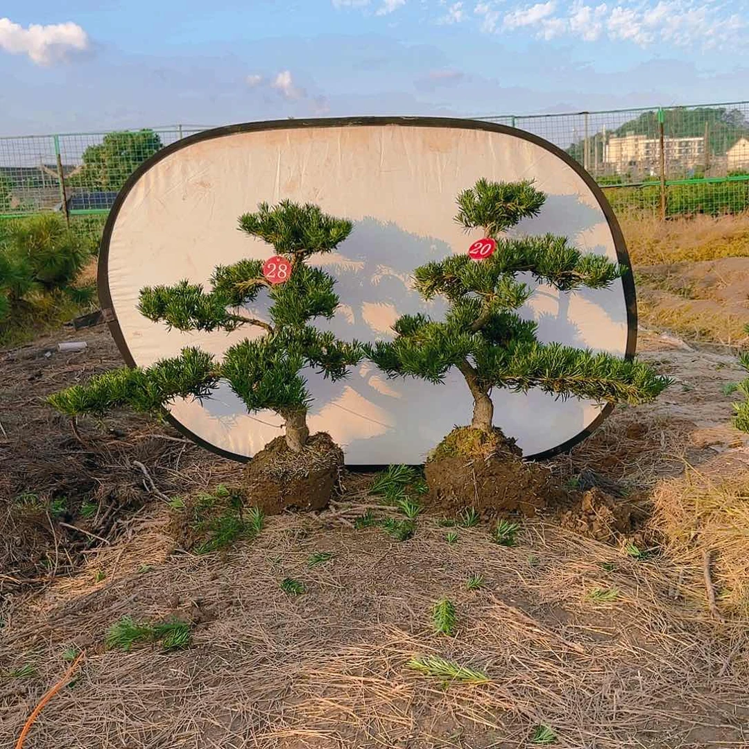 罗汉松盆景艺术南*