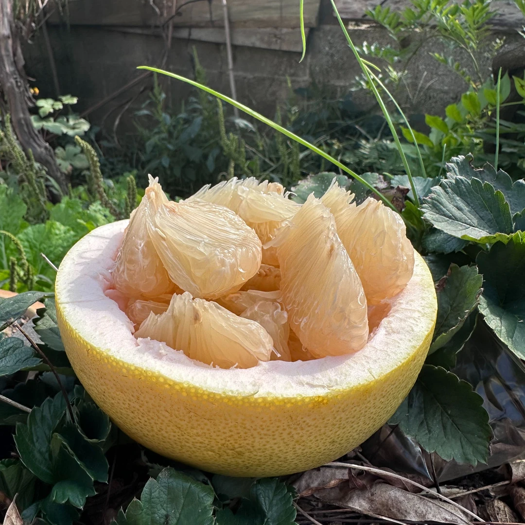 湖南湘西露天种植2024新鲜白皮柚酸甜可口八分甜两分酸