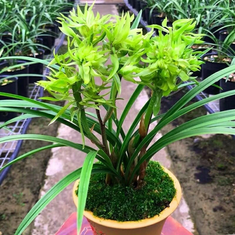 植觉园艺浓香型兰花苗春兰花开富贵春季开花室内花卉盆栽好养易活