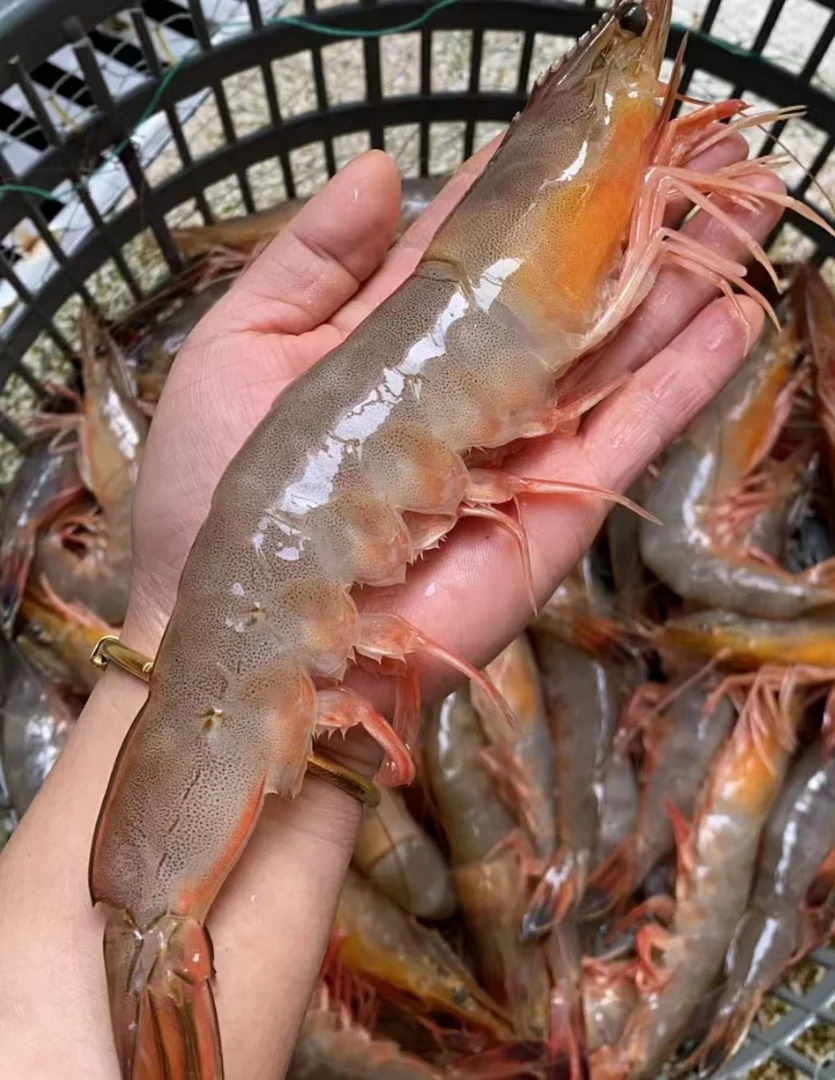 青岛海鲜海捕野生大对虾6只左右每斤大号对虾红腿大虾4只以上包邮