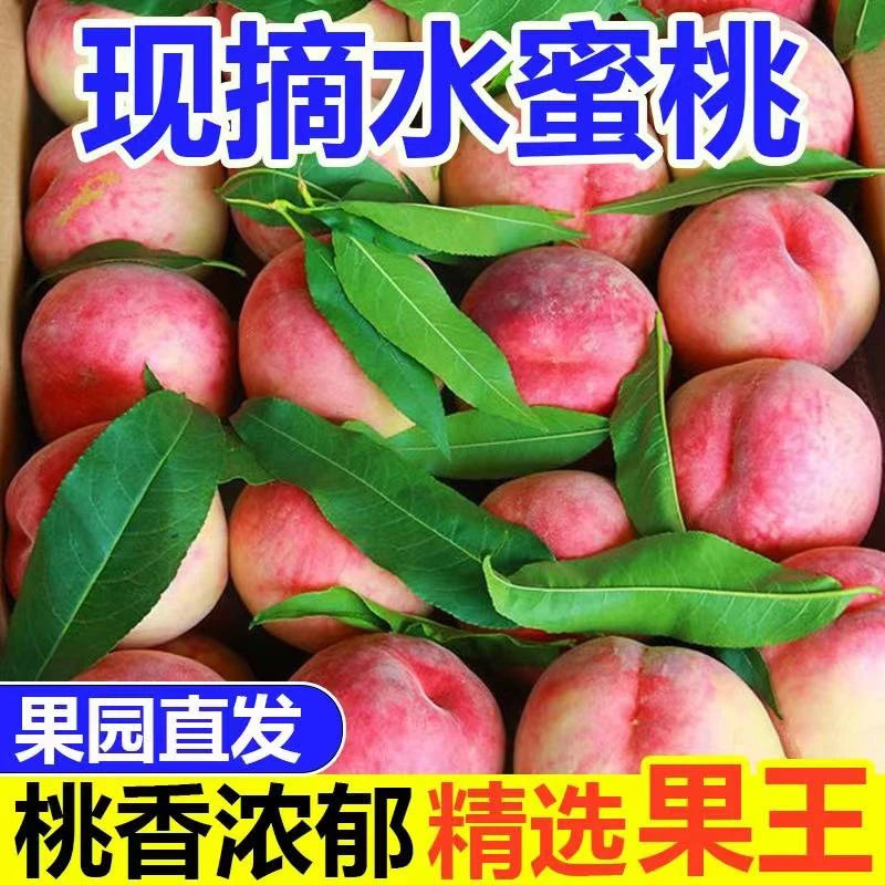 正宗山东蒙阴水蜜桃毛桃新鲜应季孕妇水果现摘脆甜特产多汁好吃