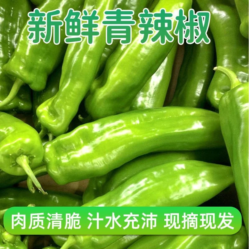 安徽新鲜辣椒薄皮椒杭椒青辣椒现摘先发新鲜发货蔬菜批发