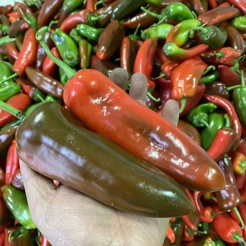 【现摘现发】新鲜花辣椒红辣椒农家虎皮青红绿尖椒炒菜椒新鲜辣椒