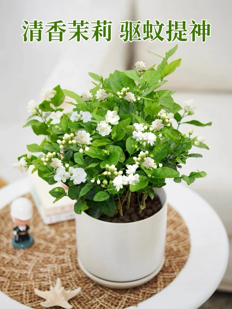 茉莉花苗盆栽带花苞老桩水培花卉绿植物室内开花不断好养