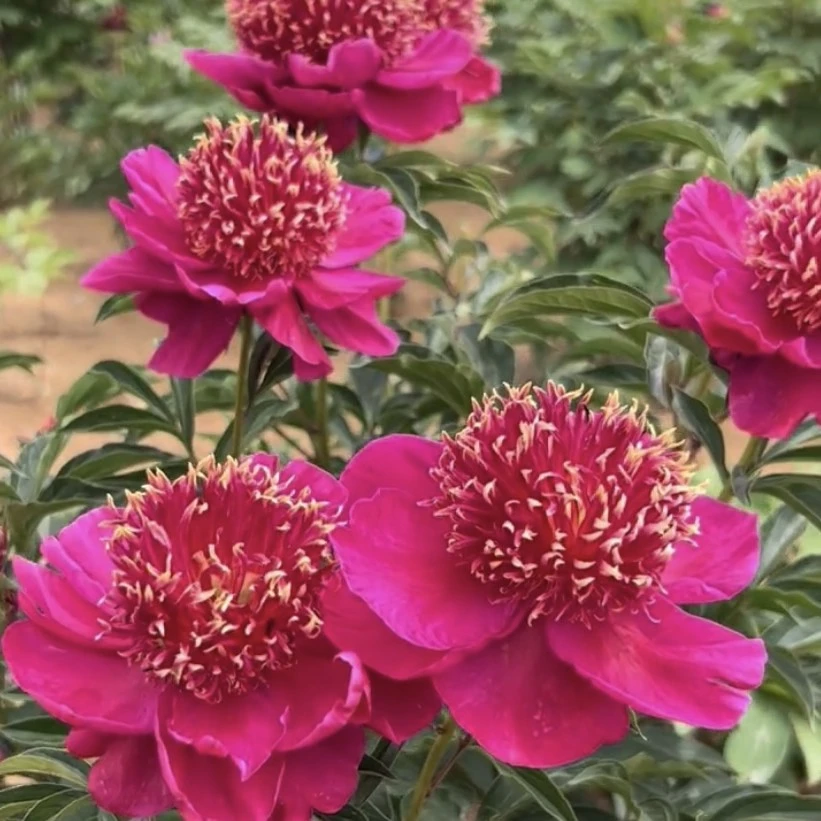 精品芍药（蝴蝶戏金花）