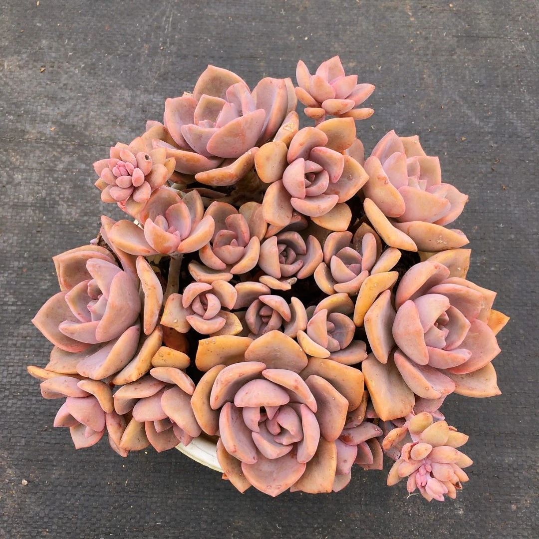 （彩虹糖）整桩 小公主必备粉色系萌萌多肉阳台庭院好种好养多肉植