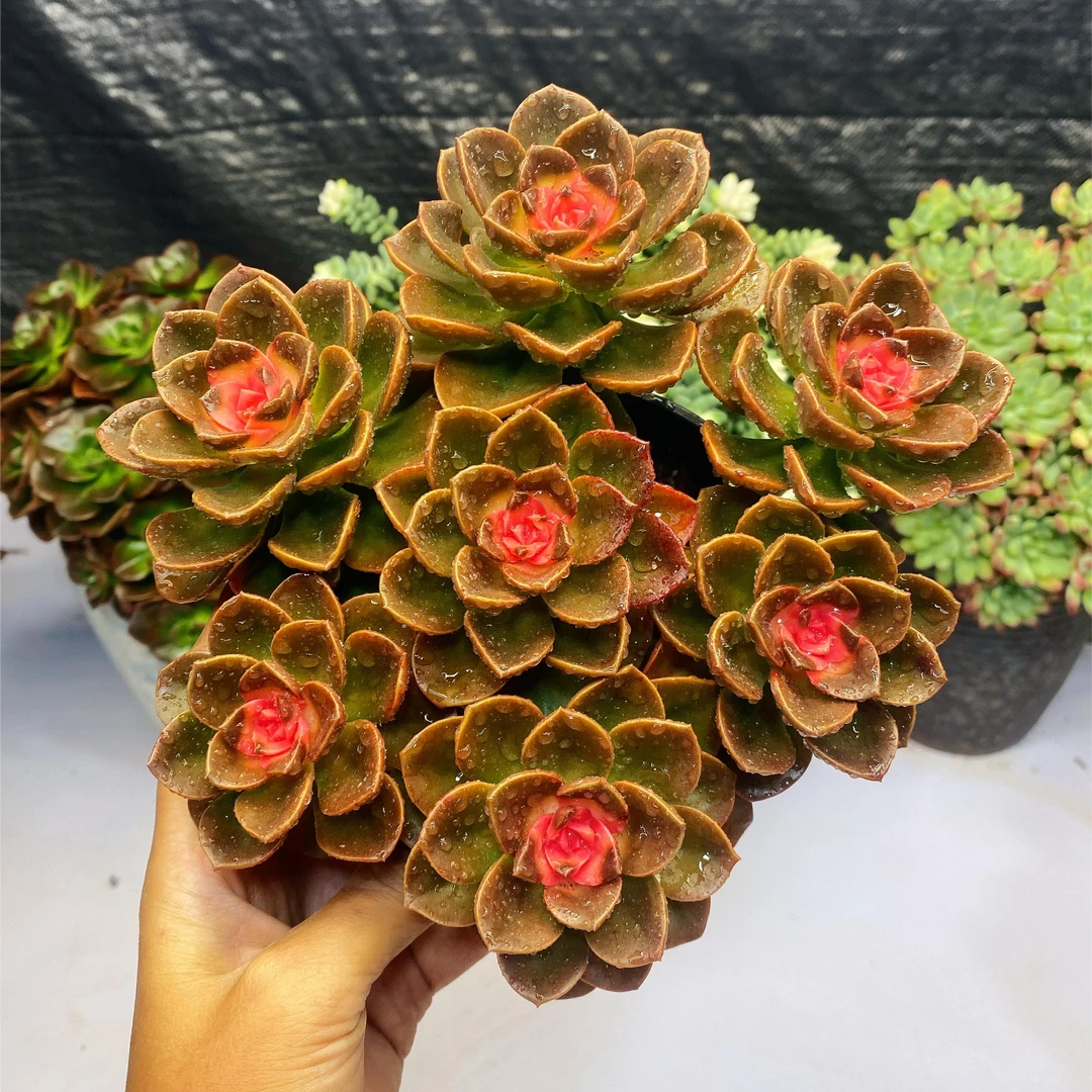 巧克力锦(爱莎公主)室内阳台好养好种植 新手好养护上盆 多肉植物