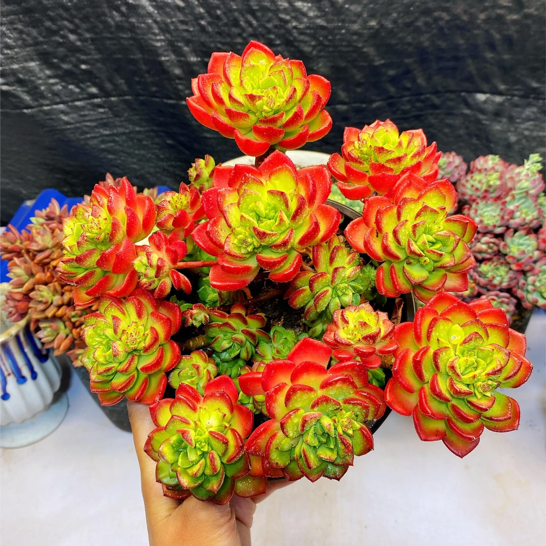 火焰玫瑰蒂亚  秋冬颜色全红阳台多肉 新手入门系列种植多肉植物
