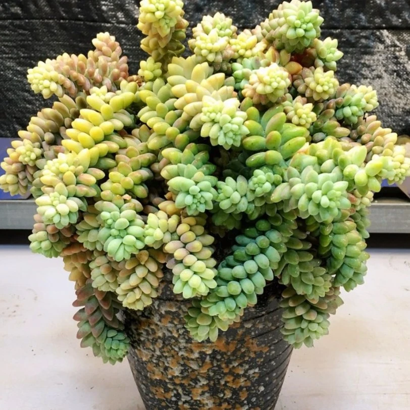 超大彩虹玉缀 带盆土 防辐射阳台窗台室内好养护种植多肉植物