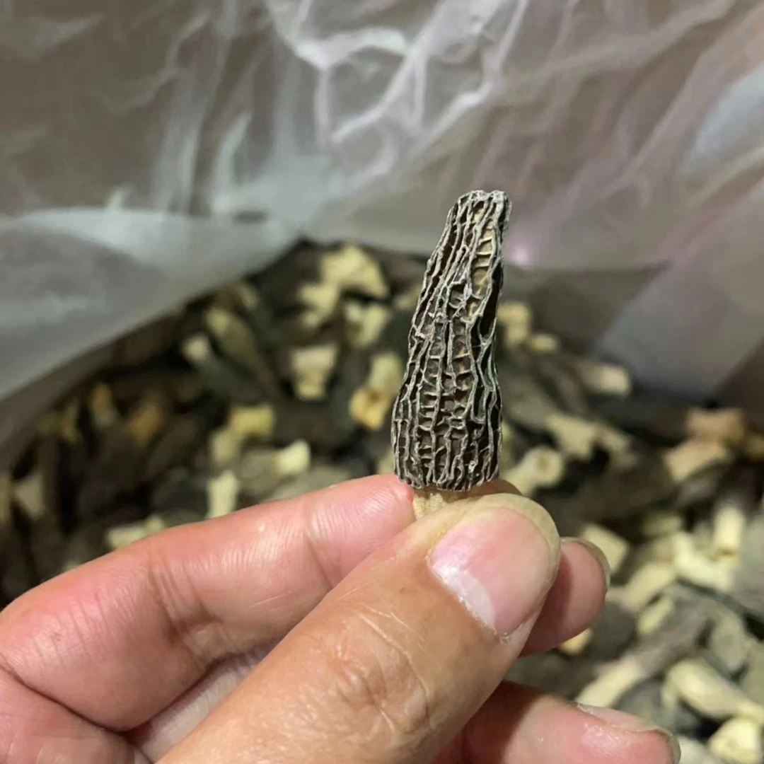 林下仿野羊肚菌50g+30g组合套装