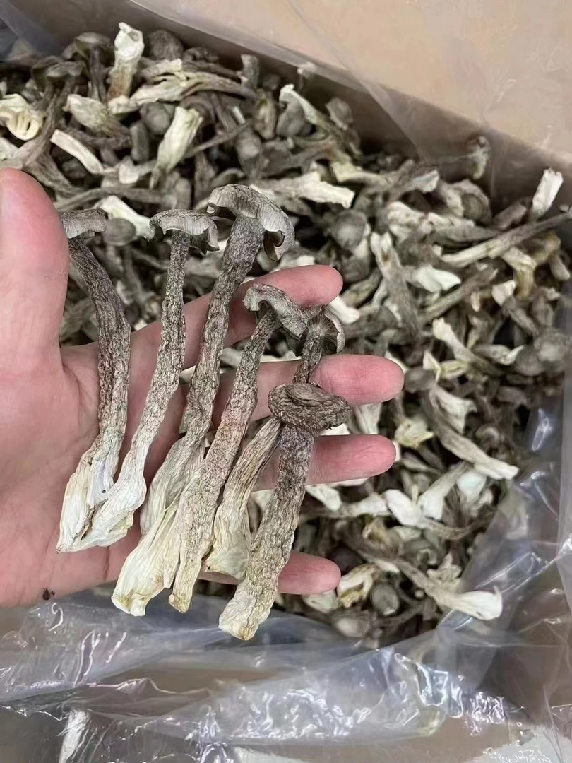 优质雅货鹿茸菇200g×2包