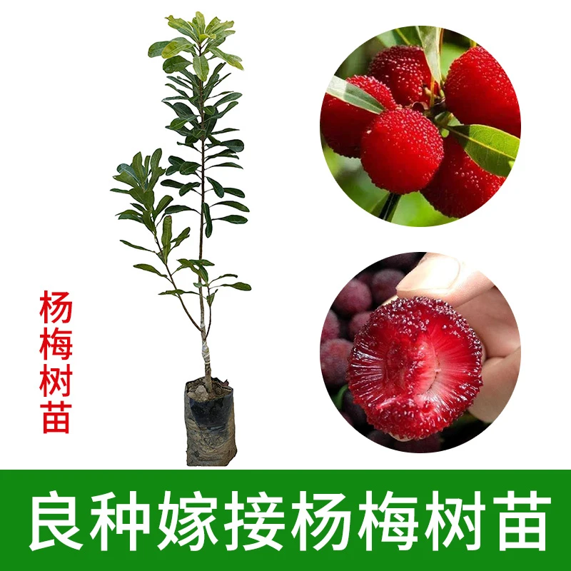 杨梅树苗东魁嫁接杨梅果树苗黑炭杨梅三月杨梅盆栽地栽带原泥发货