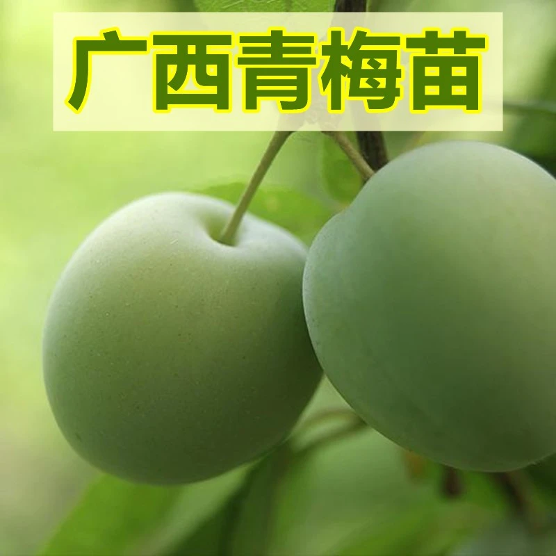 青梅苗泡酒酸梅子广西嫁接果树苗南北方种植盆栽庭院大肉青梅果树