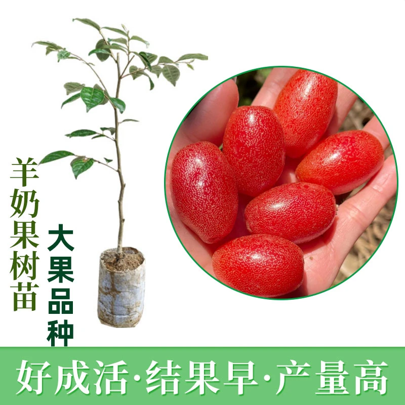 大果羊奶果嫁接苗德甜二号胡颓子苗大果型苗盆栽盆景地栽南方种植