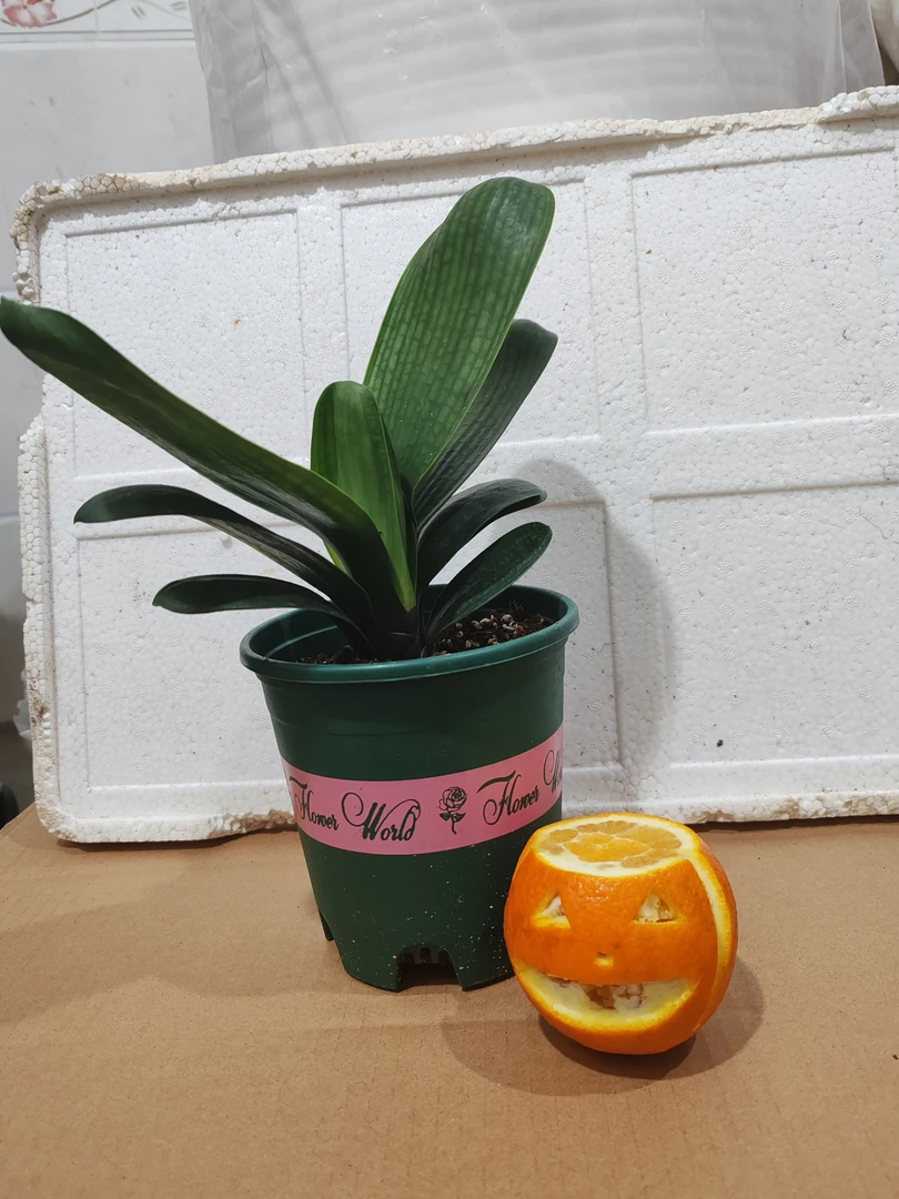 君子兰盆栽绿植带加轮盆种好发货