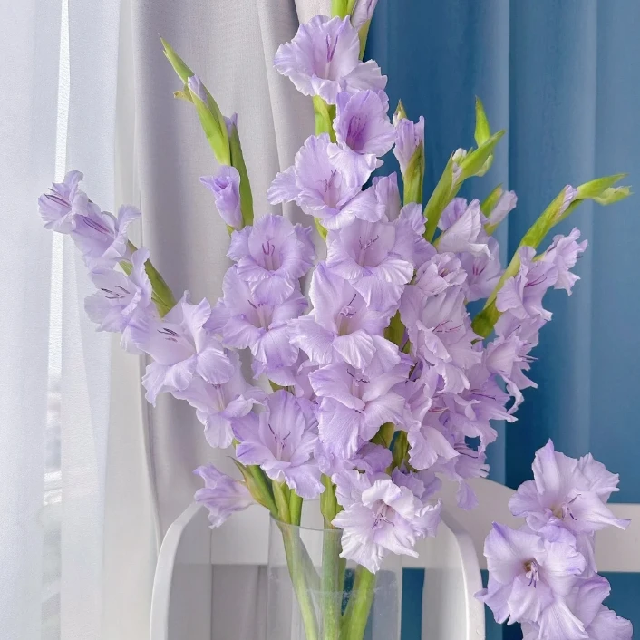 香芋紫剑兰 花材 云南基地直发 两单顺丰冷链 直播卖花 治愈
