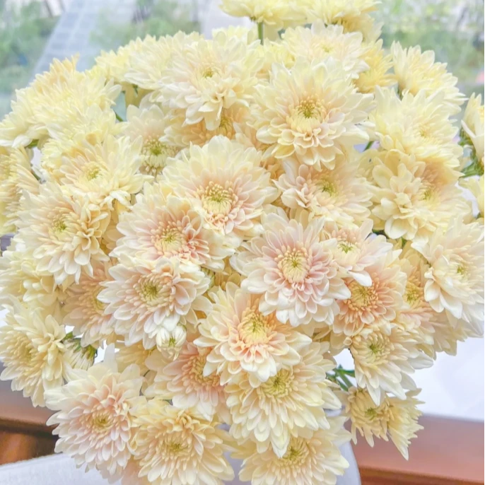 香草沙拉小菊 云南基地直发 任两单顺丰冷链 新鲜小菊 花材