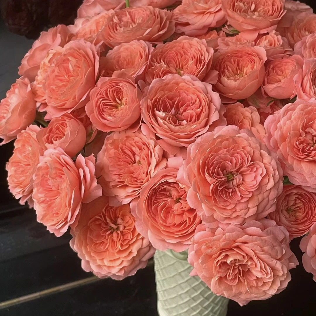 【探花甄选】杏色果汁玫瑰 云南基地直发新鲜 两单起发浪漫七夕礼