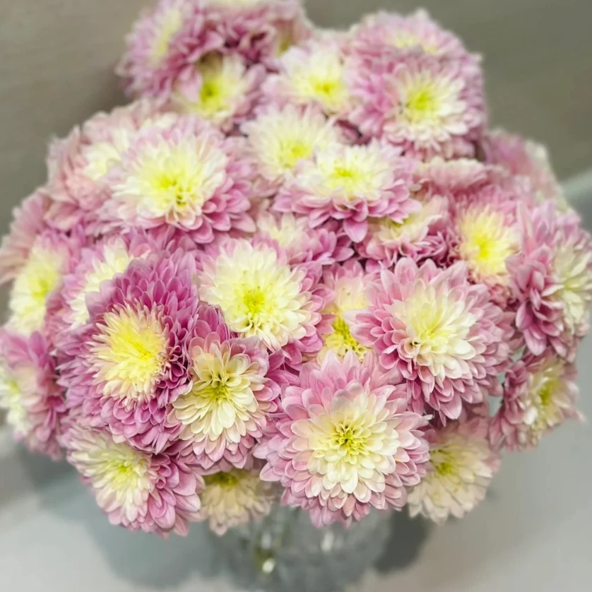神仙小菊 云南基地直发 任两单顺丰冷链 新鲜小菊 花材