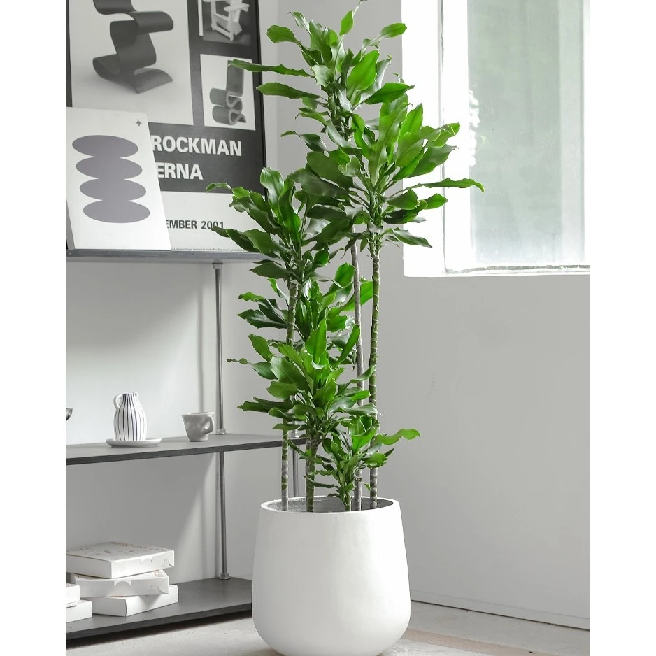 螺纹铁造型绿植步步高升四季常青北欧风室内净化空气网红绿植大型