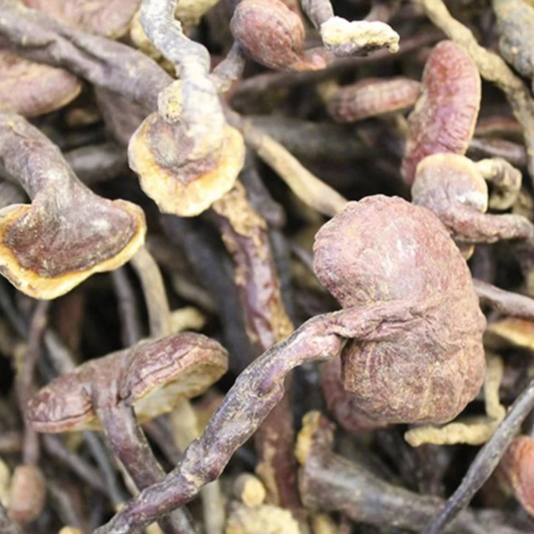 【下单即发】山货西藏纯野赤灵芝菇参芝煲汤煮水泡酒250克/500克