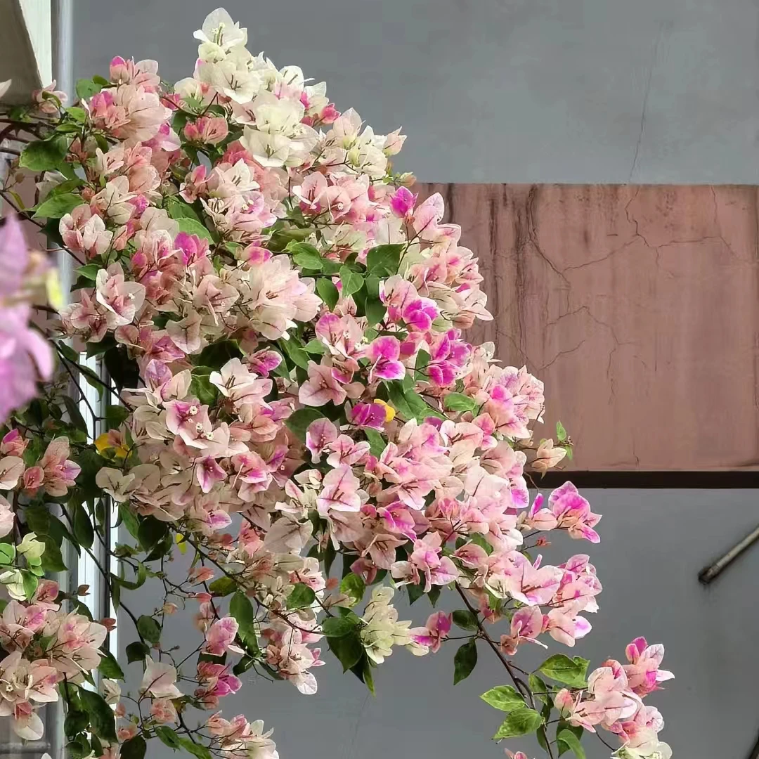 福建漳州三角梅原产地原盆原土发货一物一拍适合阳台庭院