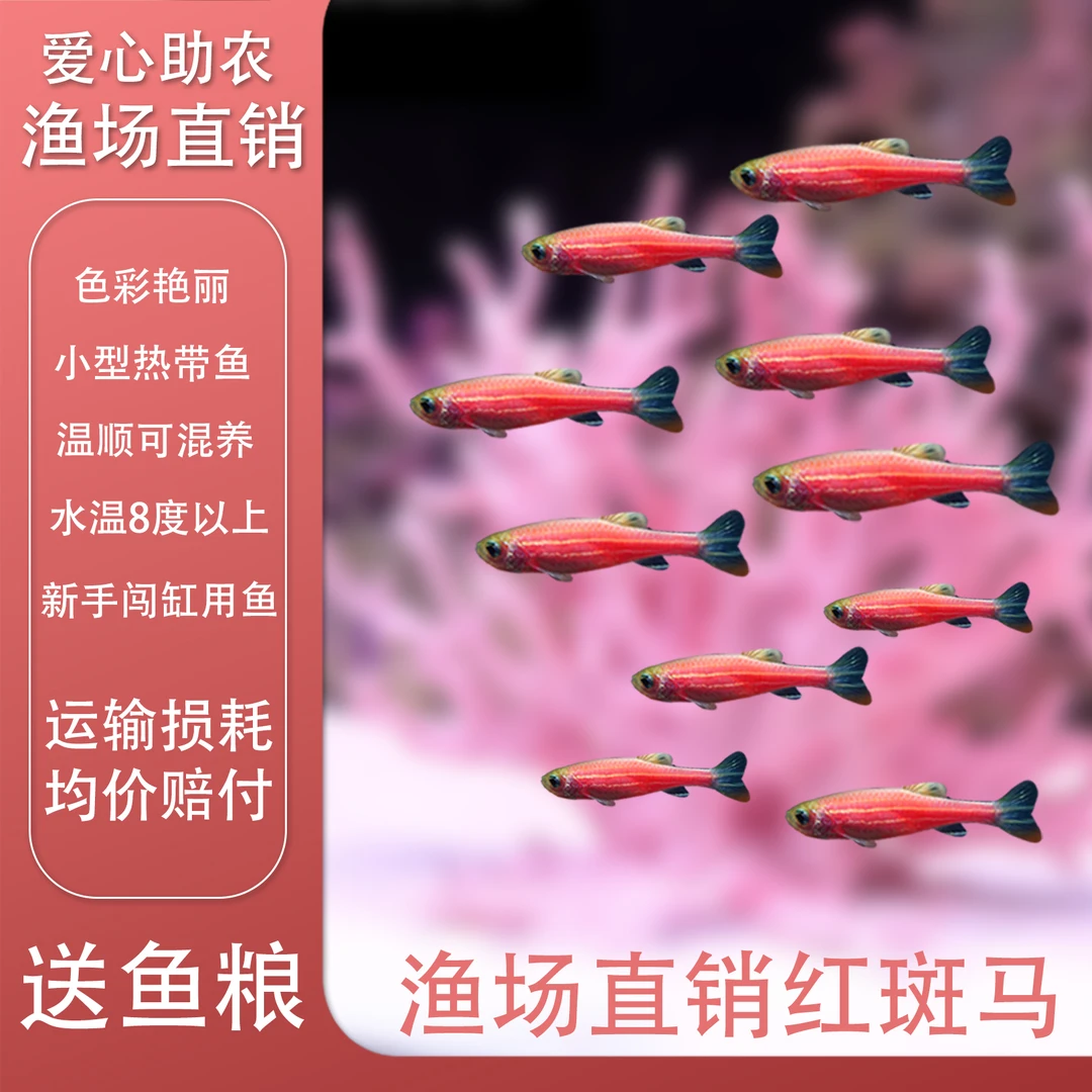 【红色斑马】清塘特价 好养耐活 路损包赔 小型观赏鱼