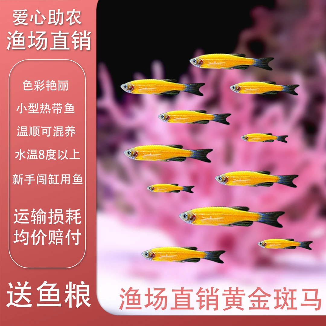 【荧光黄斑马】清塘特价 好养耐活 路损包赔 小型观赏鱼