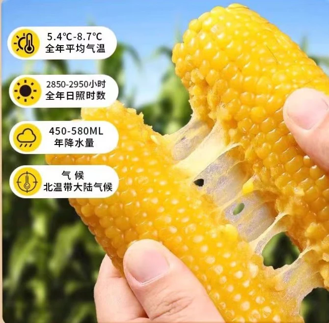 【到手10根试吃3根】5-6斤 大东北黄糯玉米 真空独立包装 蒸煮即食