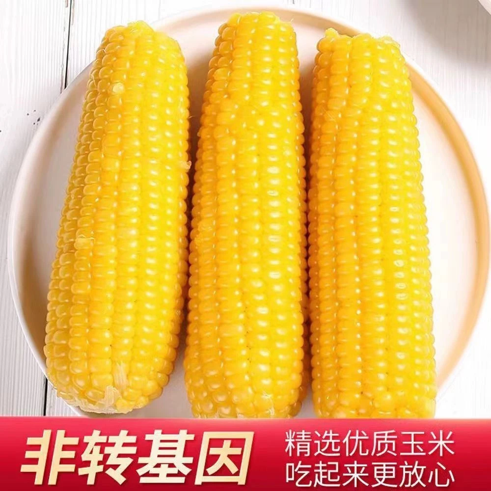 【到手10根】带箱5.5-6.5斤大东北黄糯玉米 真空独立包装 蒸煮即食